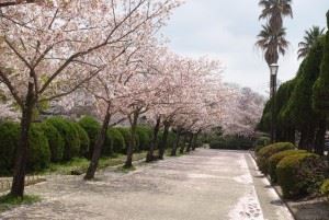 神野公園　桜3